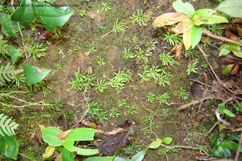 Huperzia, Regalado 1741--Viet Nam. Thua Thien Hue Prov. Phu Loc Distr. Bach Ma. 13Apr 09. 216.jpg
