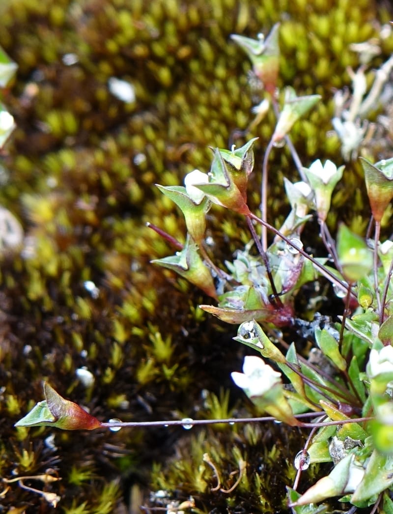 Phyllangium paradoxum, Davidson, V 13496--Australia. W. A. Two People's Bay Nat. Res. 29 Oct 2016. DSC06475 (95).JPG