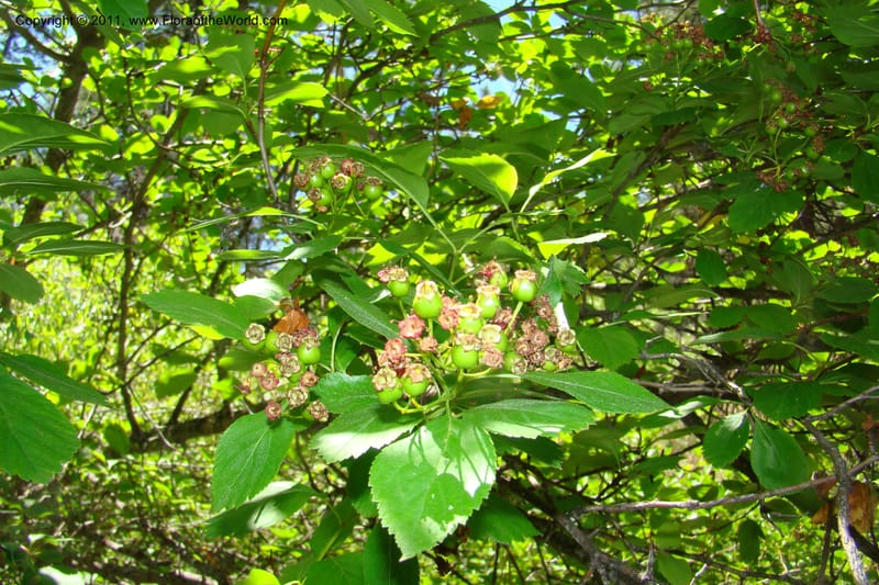 Crataegus douglasii, C. Davidson 11396--Idaho. Idaho Co. Salmon River. Shepp Ranch. 28 May 2009. 104.jpg