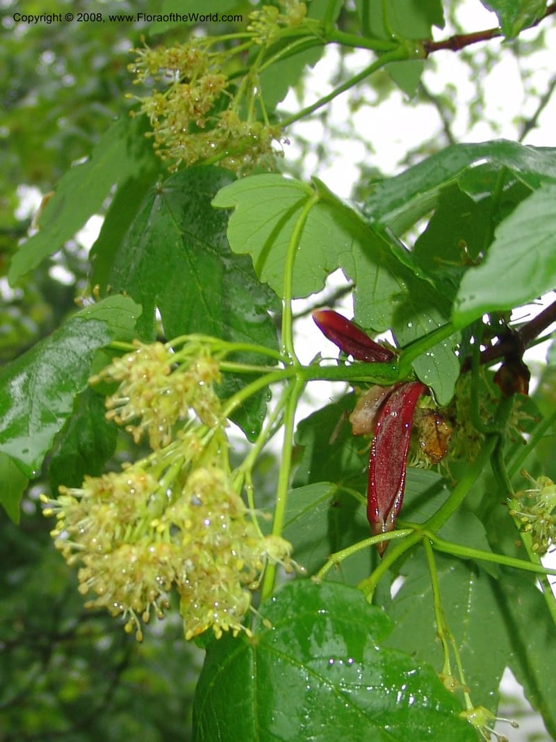 Acer trautevetterii--Georgia. 2 km S of Bakuriani, rd to Khrats'koros. 6 Jun 05. 091.jpg