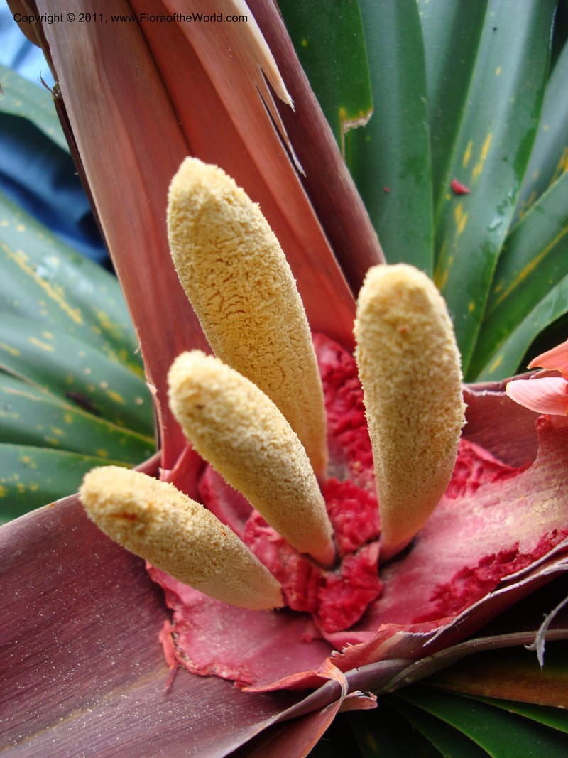 Freycinetia,  Munzinger, J 4780--New Caledonia, Aoupinie, 15 ov 2007   DSC06741 (4).jpg