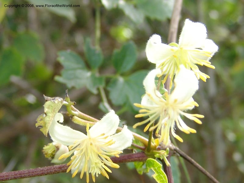 Clematis brachiata--So.Africa. E. Cape. Waringham Farm, Quanti Area, Stut. 8 Mch 05. 451.jpg
