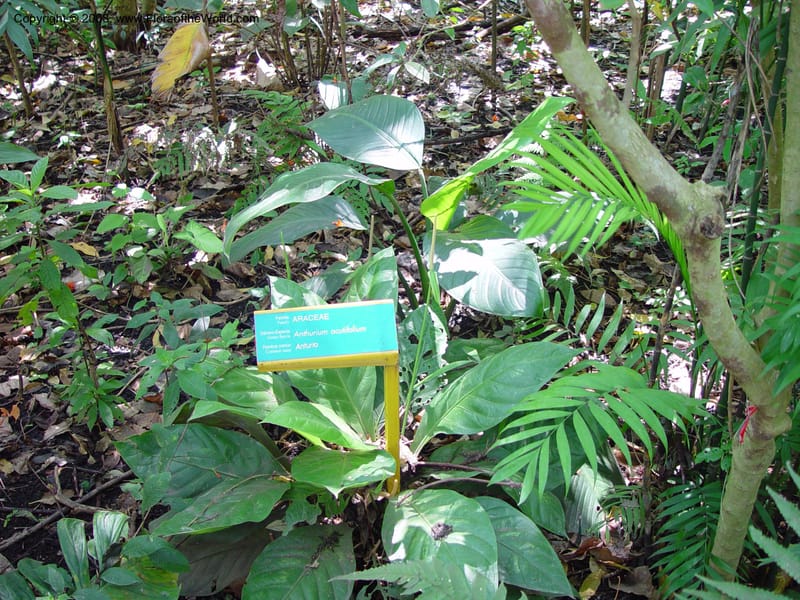 Anthurium acutifolium--Costa Rica. INBio Parque, San Jose. 22 Feb 02. 002.jpg