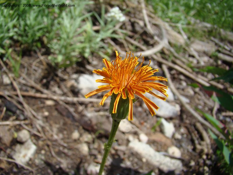Agoseris aurantiaca, CDavidson11262--ID. Valley Co. Trail to Box Lake. 8 Jul 08. 045.jpg