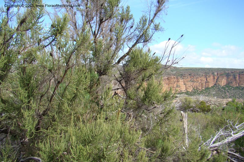 Cliffortia dichotoma, C. Davidson 11570--So Africa. No Cape. Papkuilsfontein. 26 Aug 09. 1 (2).jpg
