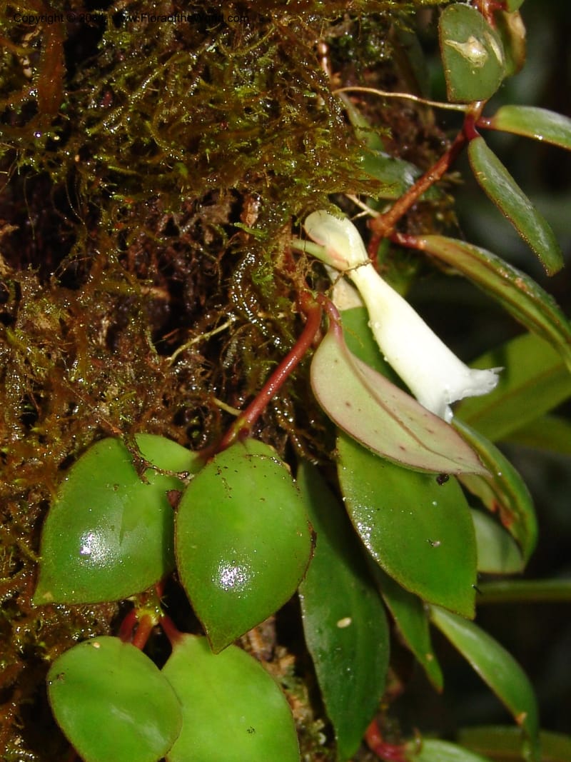 Codonanthe, RVasquez31544--Peru. Prov. Oxa. Estac. Paujil. Send. El Mirador. 16 Oct 06. 214.jpg