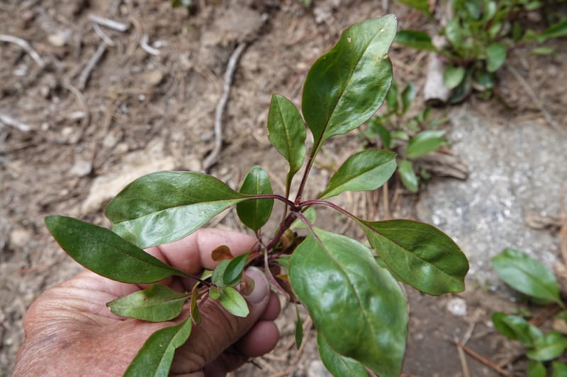 Penstemon albertinus, C. Davidson 13840--ID. Shoshone Co. Freezeout Rd. FR 301. 10 Jul 2018. DSC06582 (282).JPG
