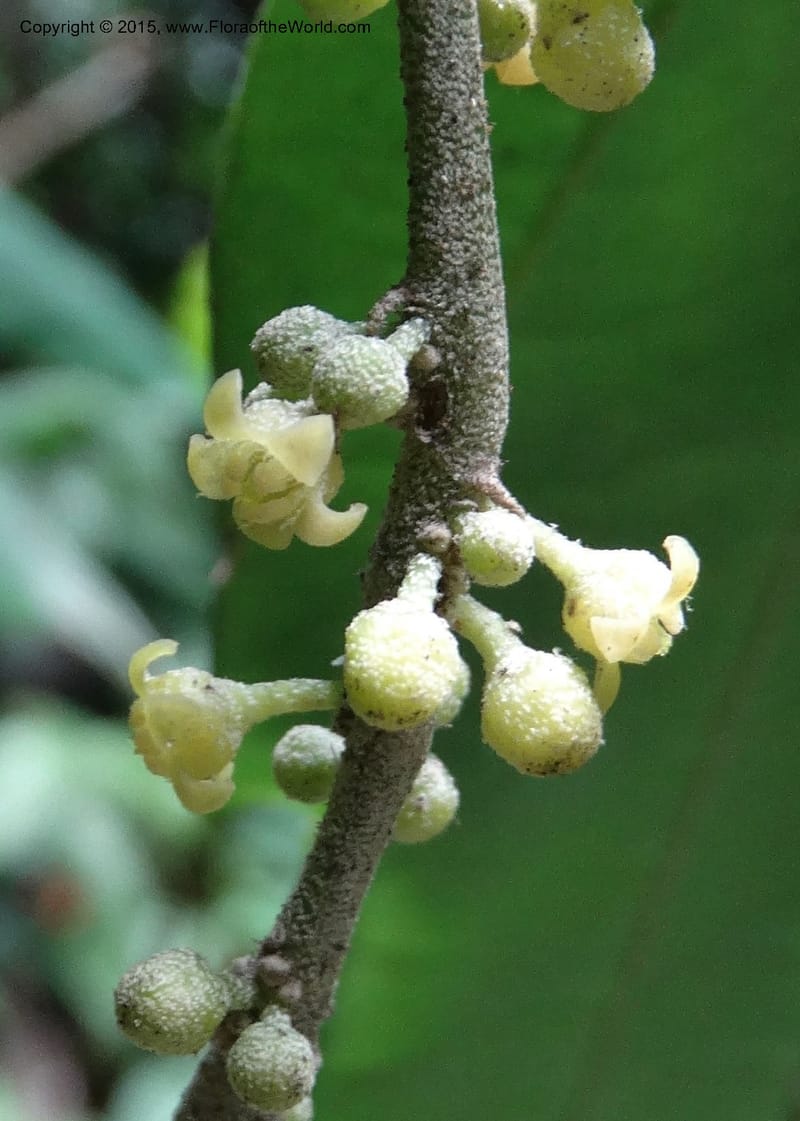 Octoknema, Davidson, C 12386--Cameroon. Bakengili Trail, Mt. Cameroon. 24 Mar 2014. DSC03587 (251).JPG