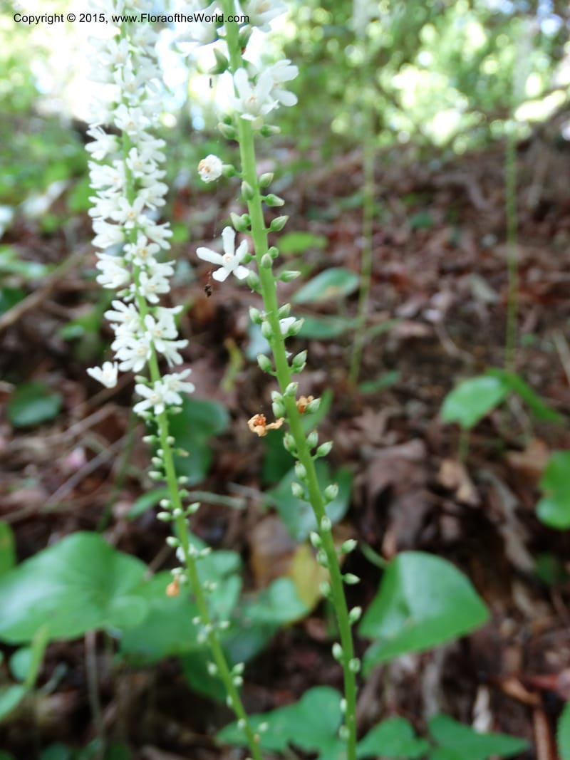 Galax urceolata, Davidson, C 13049--South Carolina. Oconee Co. Brasstown Cr. 19 May 2015. DSC06413 (175).JPG