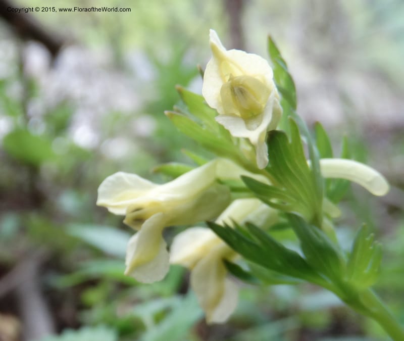 Corydalis, Not collected--China. Sichuan. ShaShiDuo. 8 May 2014. DSC04232 (137).JPG