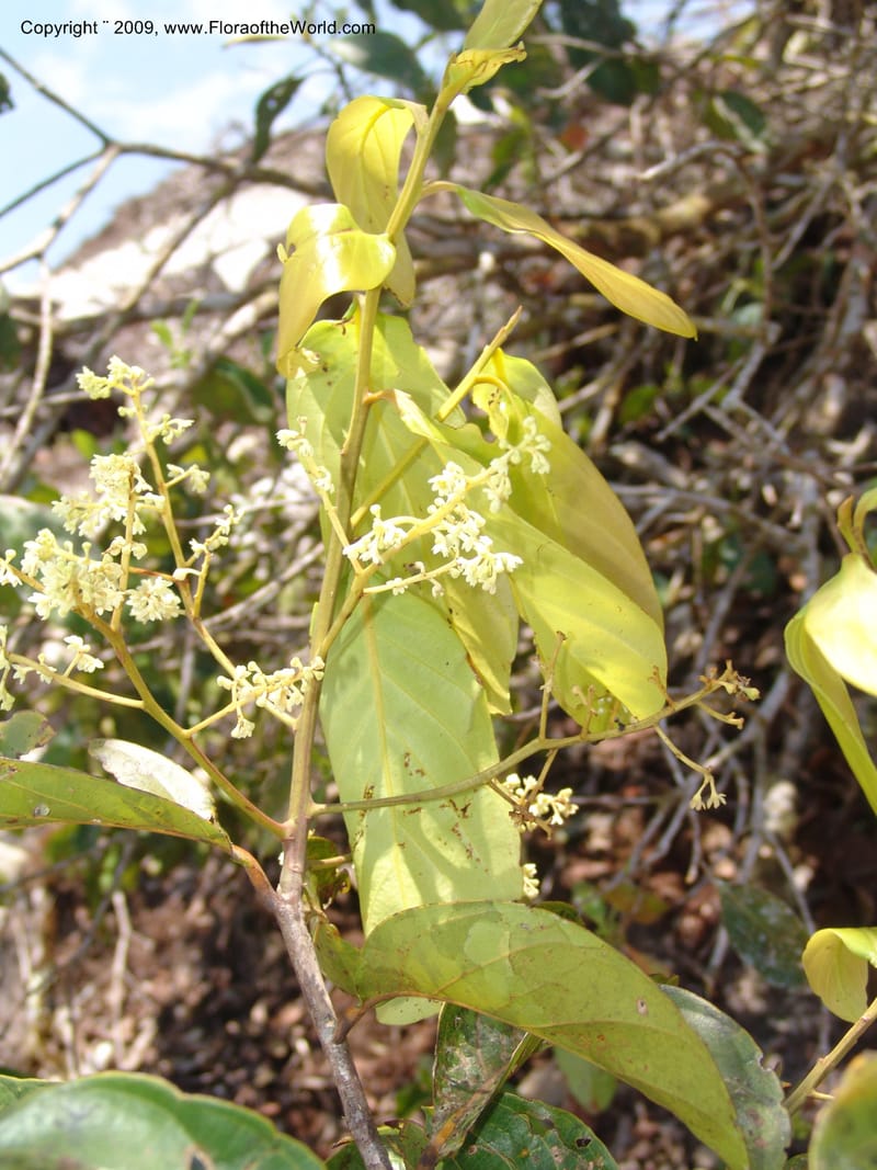 Nectandra, DNeill15841--Ecuador. Prv. Zam. Ch. Cord. del Condor. Silica mine, Las Orq. 18 Sep 07. 144.jpg