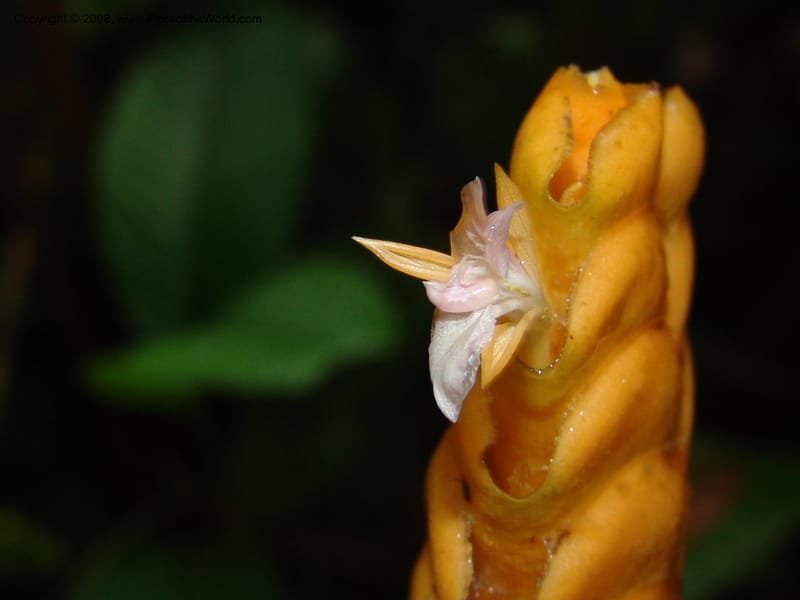 Calathea crotalifera, Croat95227--Ecuador. Prov. Esmeraldas. Rio San Juan. 23 Feb 05. 152.jpg