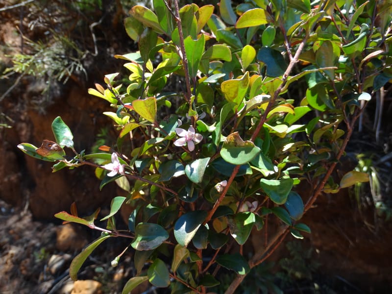 Archirhodomyrtus, Callmander, M 1272--New Caledonia. PinPin. 20 Nov 2015. DSC03938 (249).JPG