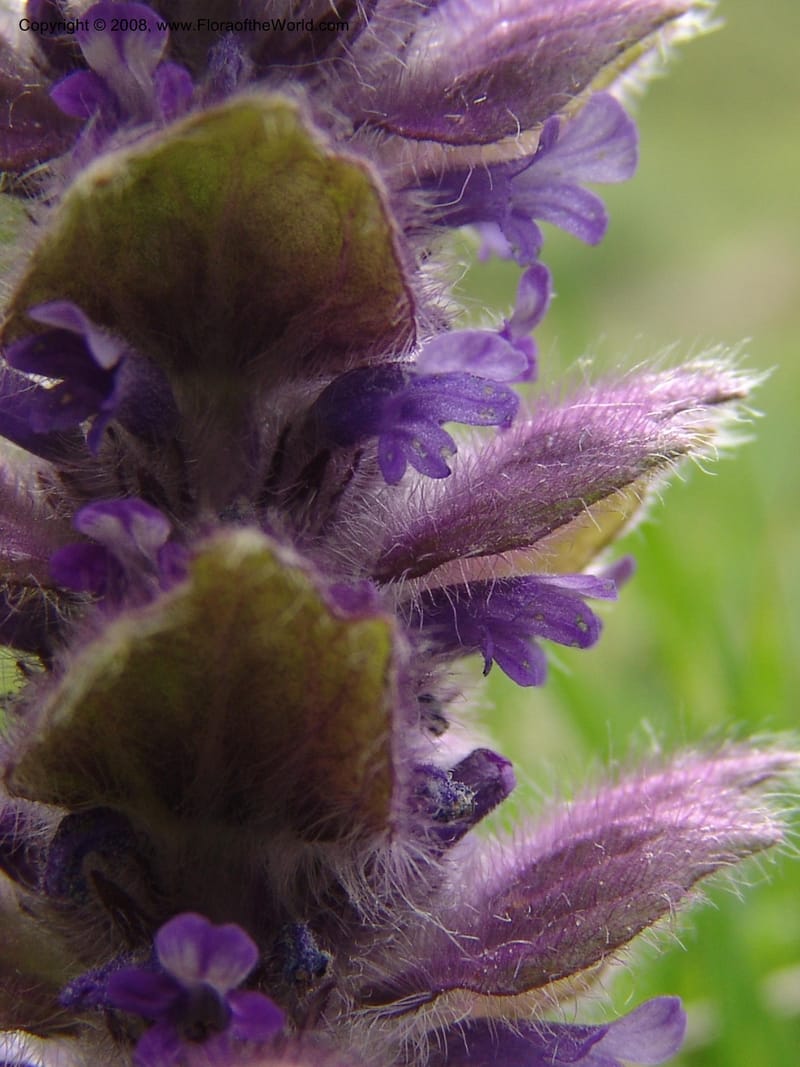 Ajuga orientalis--Georgia. Kazbeki . Trail-road to Sameba Church. 2 Jun 05. 561.jpg