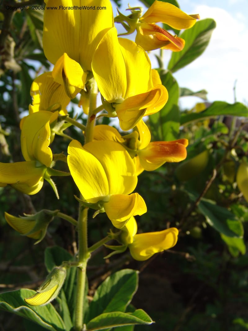 Crotalaria--Kenya. Brackenhurst Bot. Gard., Limuru.  26 Jun 04. 047.jpg
