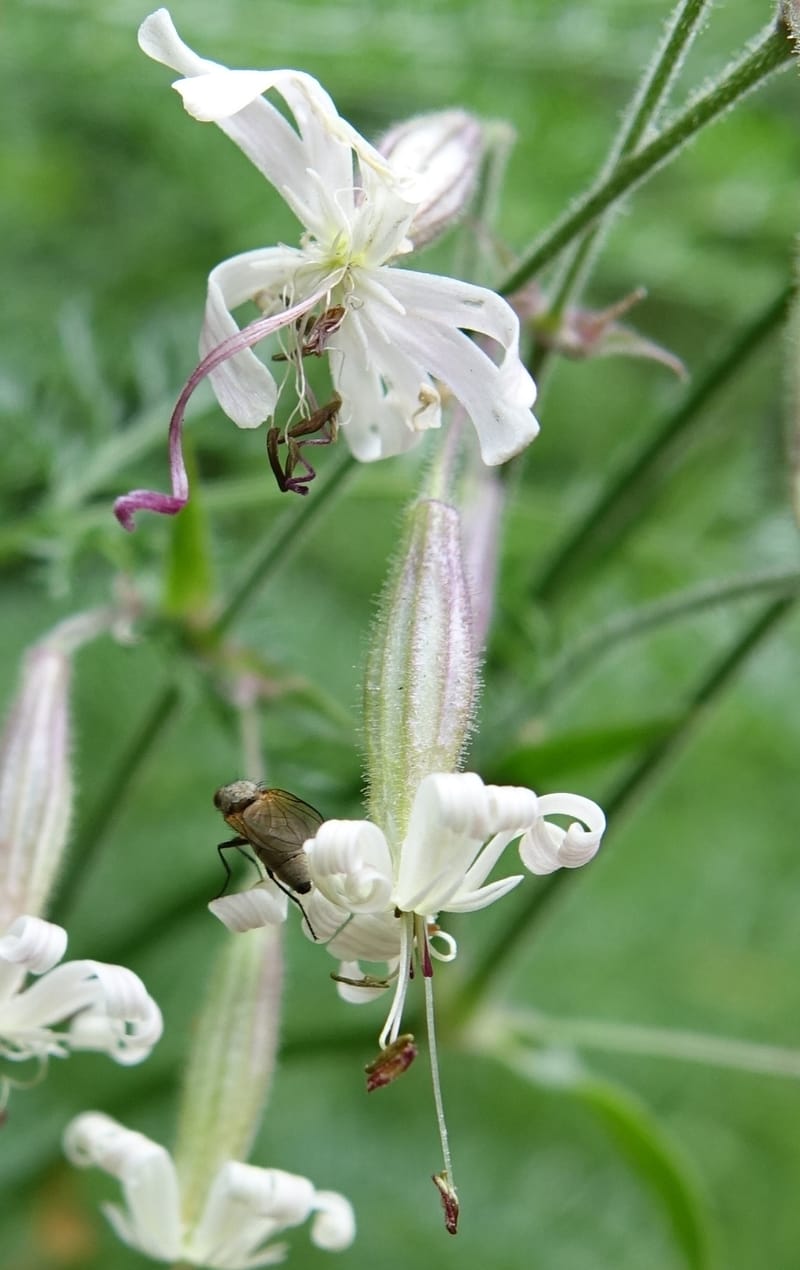 Silene nutans subsp. nutans,  Davidson, C 13266--Switzerland. Oberwald. Chapel St. Nikolas. 2 Jul 2016. DSC07728 (781).JPG