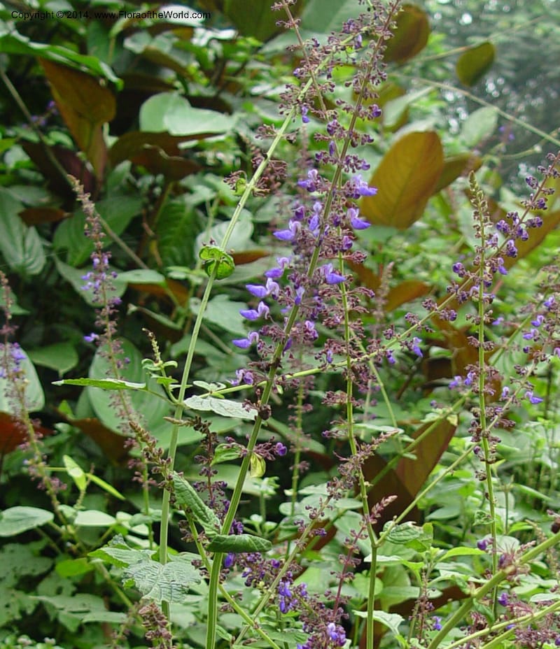 Plectranthus--Cameroon. Mt. Cameroon. 6 Dec 03. 106a (1).jpg