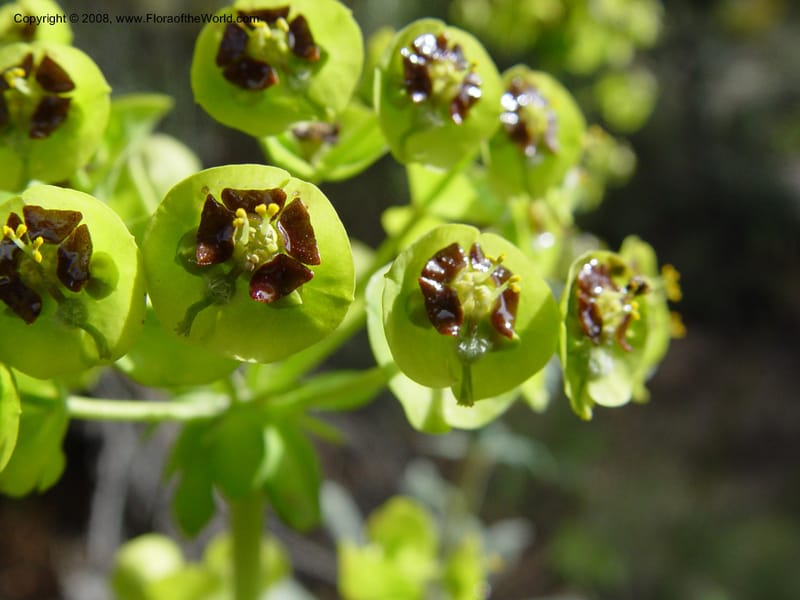 Euphorbia characias--Spain. Granada Prov. Jct. Albondon-Albunol on C333. 15 Apr 04. 002.jpg