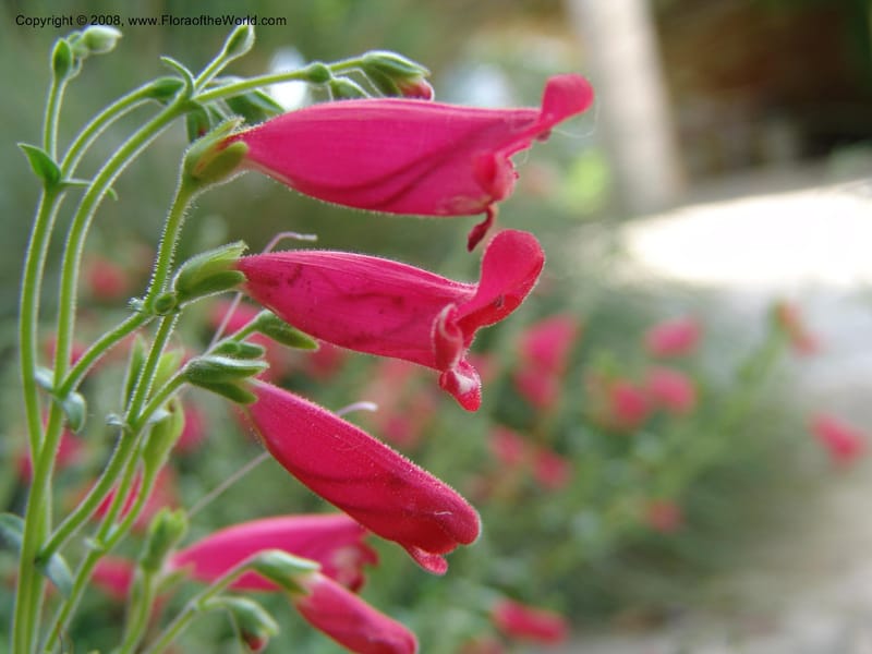 Penstemon baccharifolius--TX. Johnson Wildflower Center. 13 Jun 04. 004.jpg