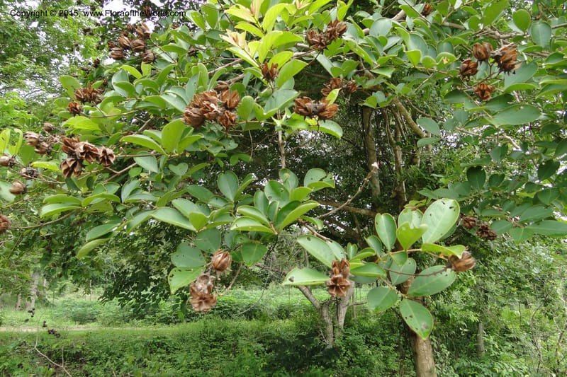 Lagerstroemia, Regalado 1970--Viet Nam. Forest Block 19. 15 May 2011. 248 (8).jpg