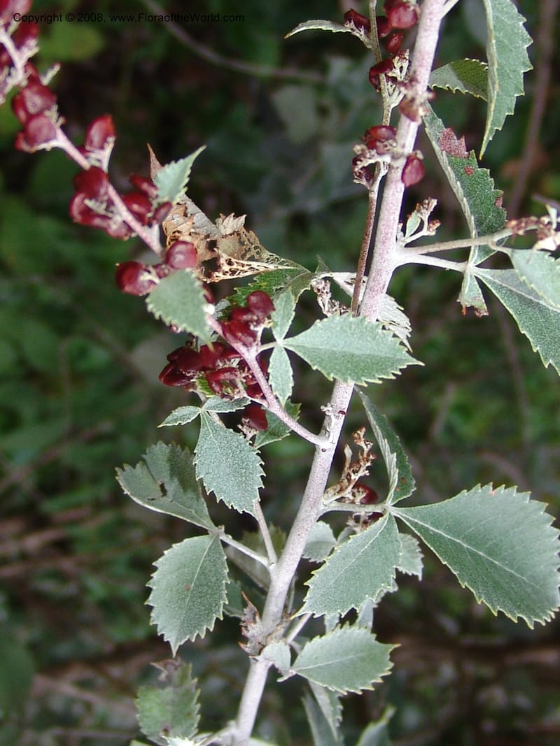 Rhus bartophylla--So.Africa. Lowveld Nat. Bot. Gard. 14 Mch 05. 330.jpg
