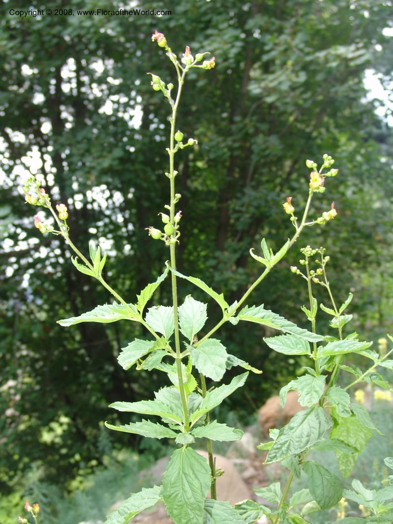 Scrophularia lanceolata, CDavidson11115--ID. Adams Co. For. Serv. Rd. 453, to Goose Lk. 20 Jul 07. 153.jpg