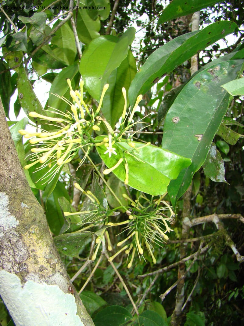 Strychnos colombiensis, B. Hammel 24653--Costa Rica. Prov. Limon. Selva Bananito Lodge. 12 Apr 08. 123.jpg