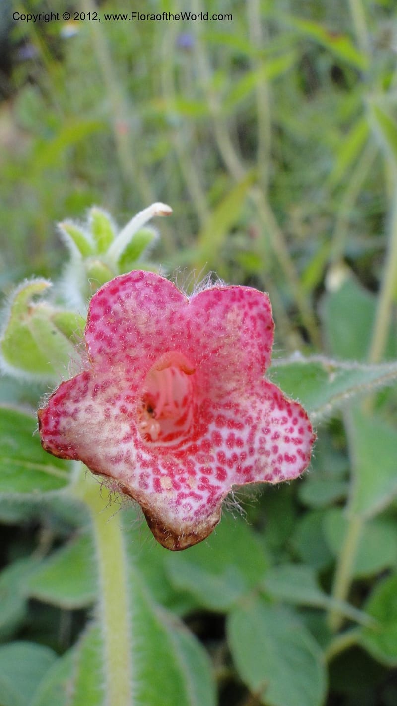 Kohleria rugata, J. Martinez Melendez 2205--MX. Chiapas. Tres Picos. 19 Sept 2010. 260 (4).jpg