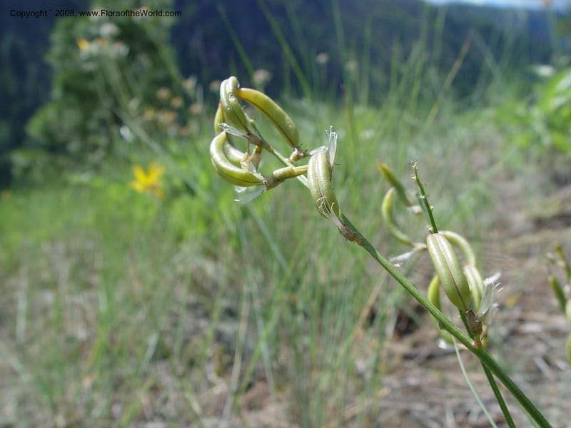 Astragalus canadensis--ID. Idaho Co. Salmon R. Polly Bemis Ranch. 9 May 04. 161.jpg