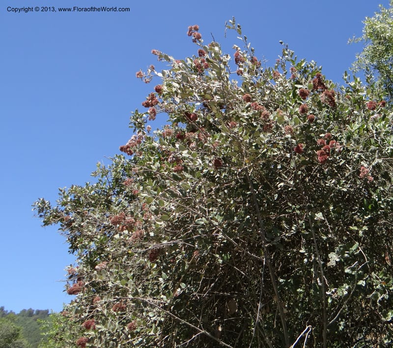 Proustia pyrifolia, W. D. Stevens 34170--Chile, E of San Clemente. 21 Feb 2013  9440 (2).JPG