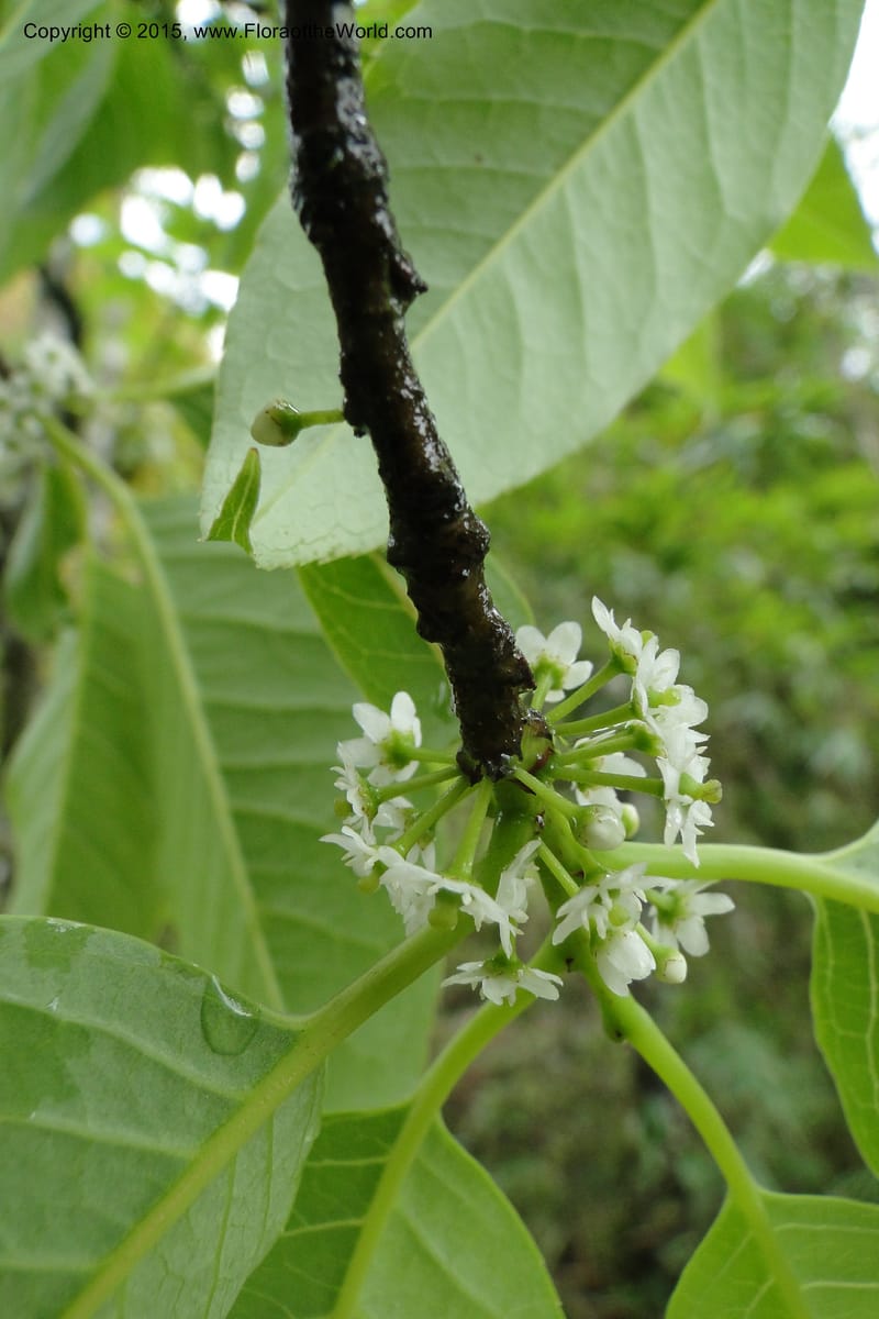 Ilex, Regalado 1770--Viet Nam. Ban Khoang Commune. 4 May 2011. 038 (10).jpg