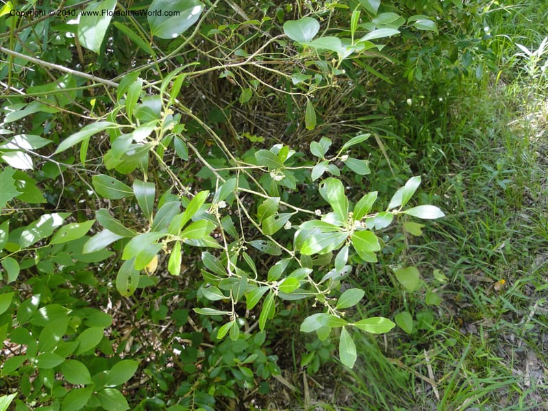 Ilex glabra, Mori, S 27396, USA, North Carolina, Johnson Co., Hwy 50, 3 km SE of Benson, 21 May 2010.JPG