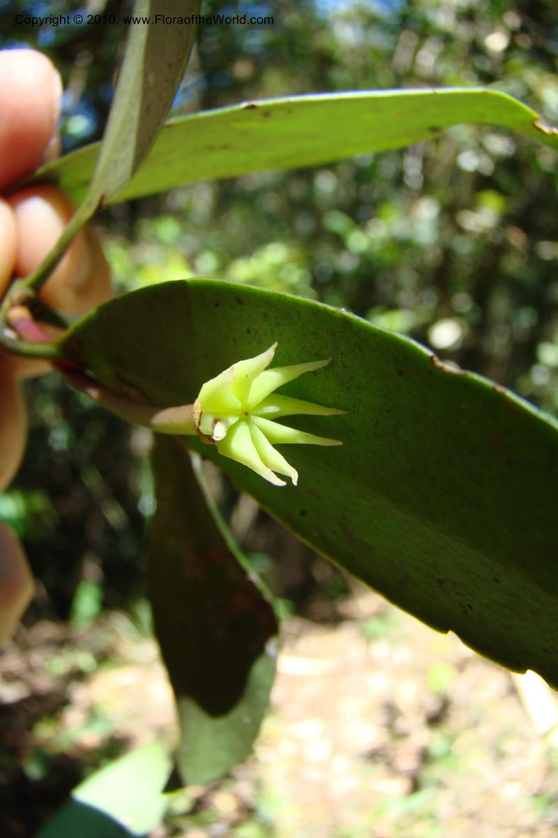 Illicium, Regalado 1743--Viet Nam. Thua Thien Hue Prov. Phu Loc Distr. Bach Ma. 13Apr 09. 255.jpg