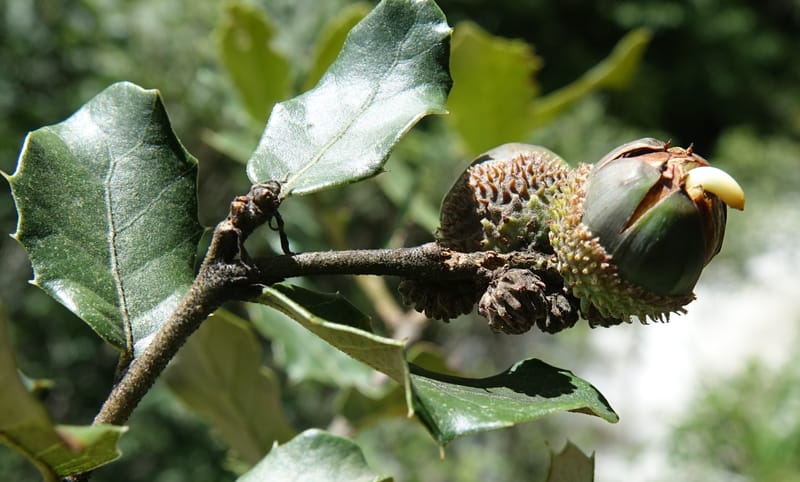 Quercus, C. Davidson 13762--China. Sichuan. Yibailingba-gou. 12 Aug 2017. DSC04660 (299).JPG