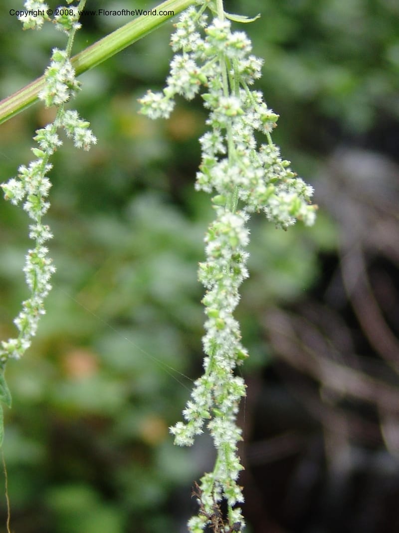 Urtica dioica v. lyallii, CDavidson11113--ID. Adams Co. For. Serv. Rd. 453, to Goose Lk. 20 Jul 07. 146.jpg