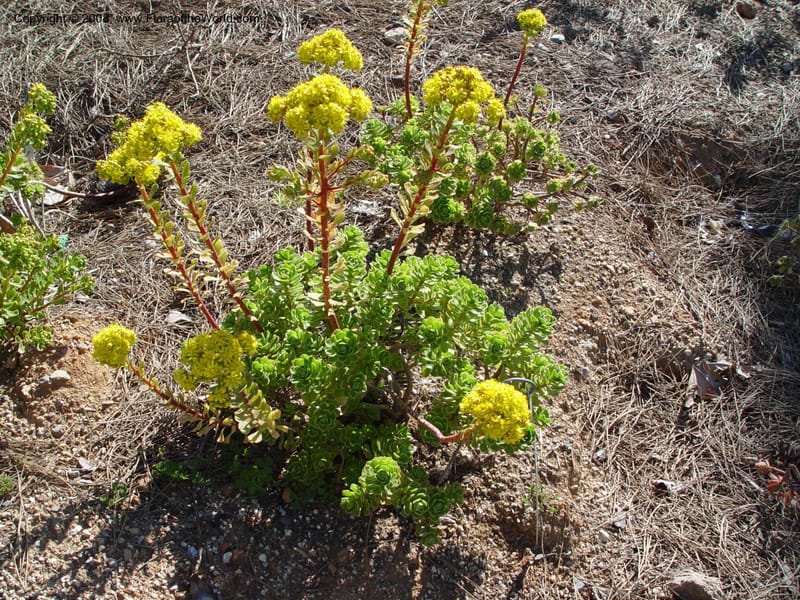 Aeonium spathulatum, 2003.0185--Spain. Barcelona Botanic Garden. 21 Apr 04.  181.jpg