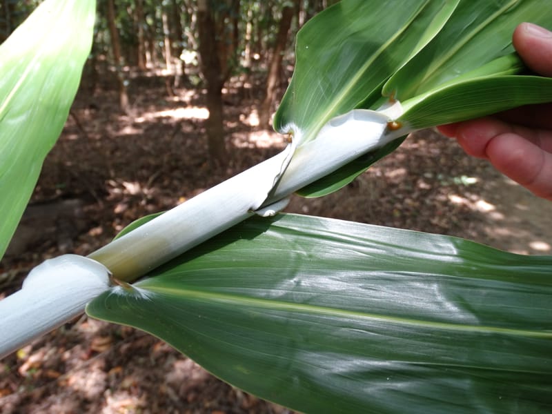 Flagellaria, Callmander, M 1254--New Caledonia. Nehoue Forest. 17 Nov 2015. DSC03041 (206).JPG