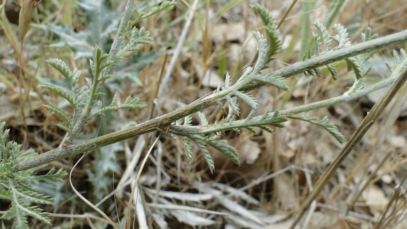 Anthemis tinctoria, 4.10--Iraq. Kurdistan. Shakh-i Sakran. 19 June 2010. 124 (8).jpg