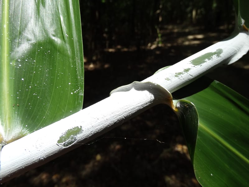 Flagellaria, Callmander, M 1254--New Caledonia. Nehoue Forest. 17 Nov 2015. DSC03041 (202).JPG