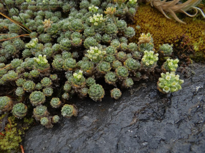 Draba, Ulloa, C 2414--Ecuador. Pichincha. Nevado Cayambe. 6 Oct 2012. DSC07236 (128).JPG