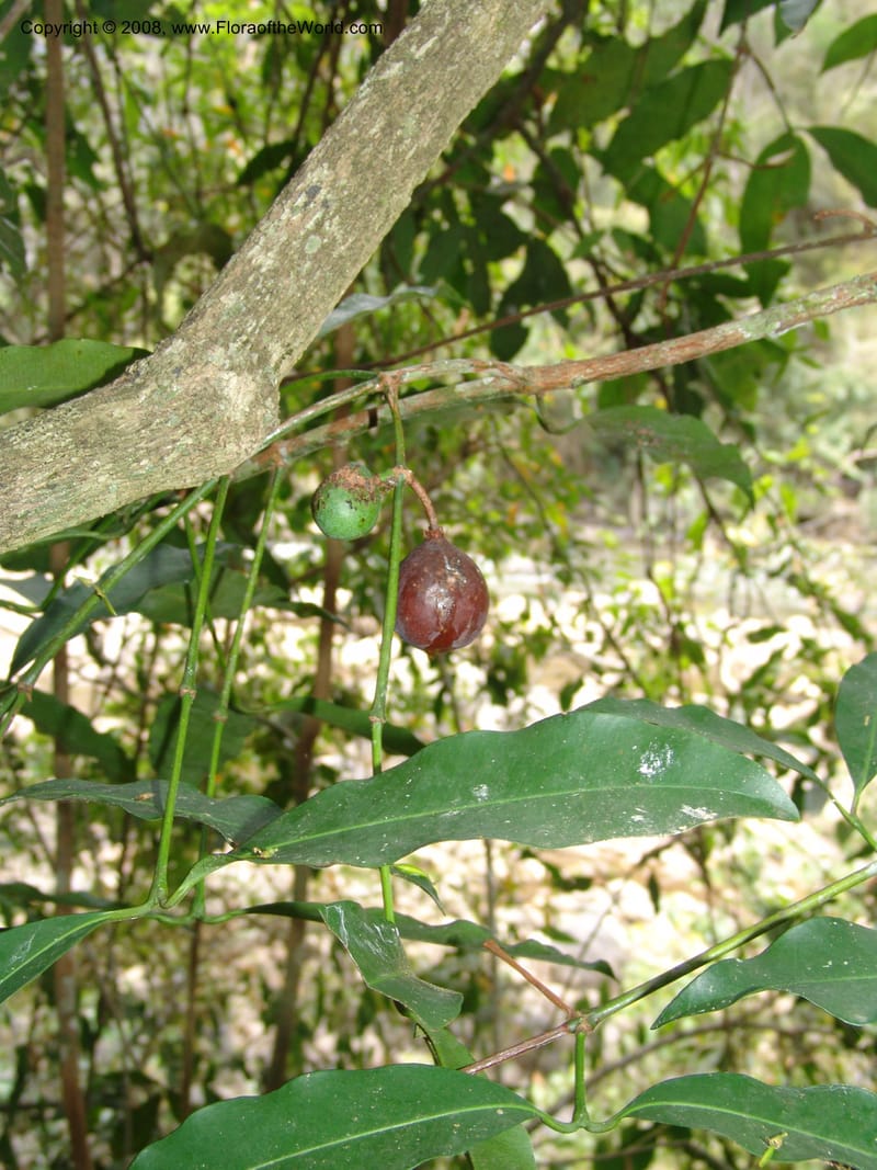 Garcinia brasiliensis, AAraujoM2903--Bolivia. F. Tamayo. W of Apolo. Rio Machariapu. 17 Sep 06.  159.jpg