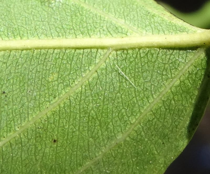 Ventilago, Bruy, D 114--New Caledonia. Tina. 10 Nov 2015. DSC00610 (162).JPG