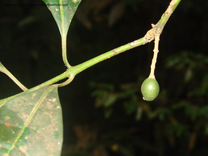Xymalos monospora--So.Africa. Mpumal. Moodie Mts.  18 Mch 05. 345.jpg