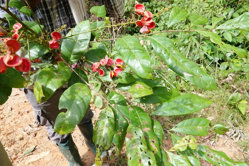 Aporrhiza, C. Davidson 13912--Gabon. M de C. Road past the cabins. 29 Oct 2018DSC09794 (80).JPG