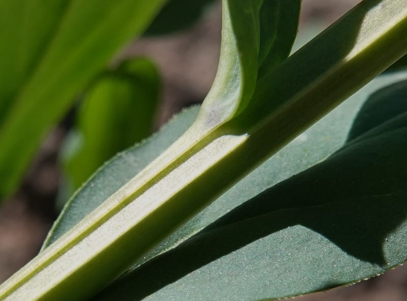 Mertensia ciliata, C. Davidson 13875--ID. Fremont Co. Sawtelle Pk. Stop 7. 30 Jul 2018. DSC08259 (16).JPG