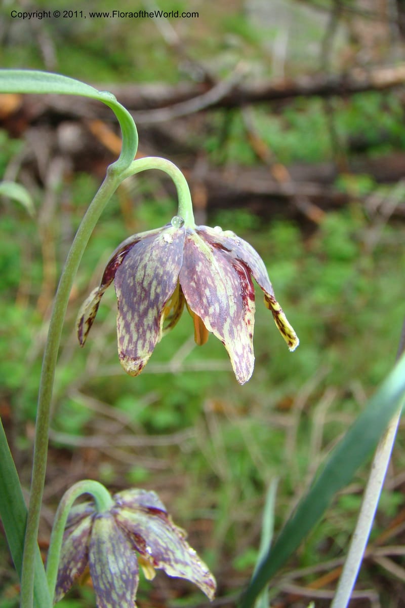 Fritillaria atropurpurea, C. Davidson 11437--Idaho. Valley Co. Payette Lake. Sylvan Beach. 7 June 2009. 043.jpg