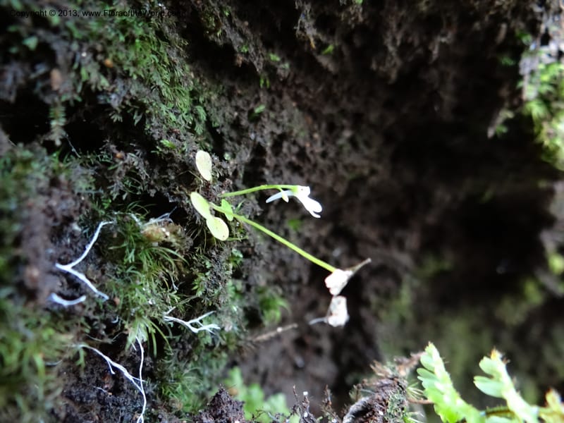 Utricularia, VC 5533--Thailand. Chiang Mai Prov. Doi Pha Hom Pok Nat. Park. 10 Nov 2012. DSC08349 (140).JPG