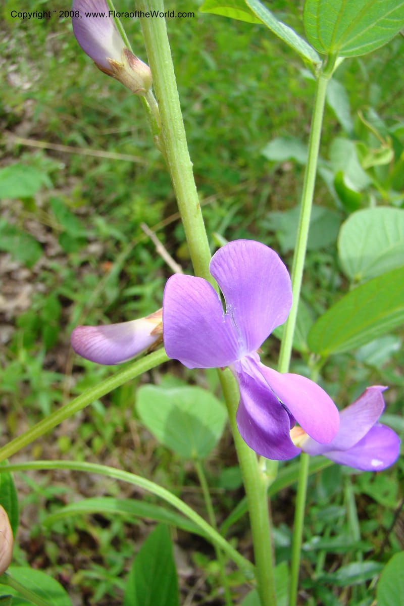 Dolichos kilimandscharica ssp. k., RGereau6999--Tanz. Mbeya R. Distr. Pungaluma Hills. 23 Jan 08. 213.jpg
