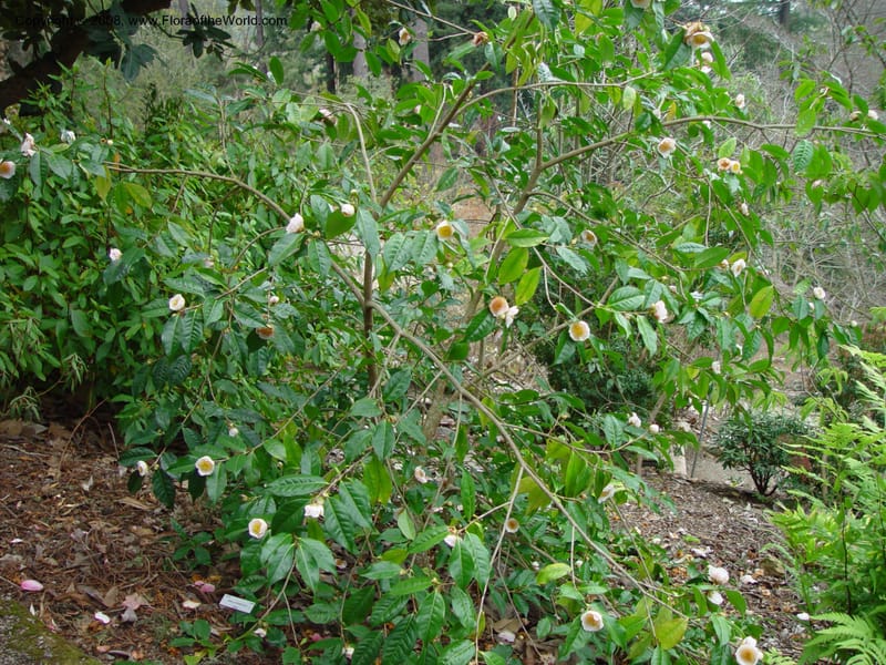 Camellia irrawadiensis, 75.0680--CA. UC Berkeley Bot. Gard. 11 Feb 03. 040.jpg