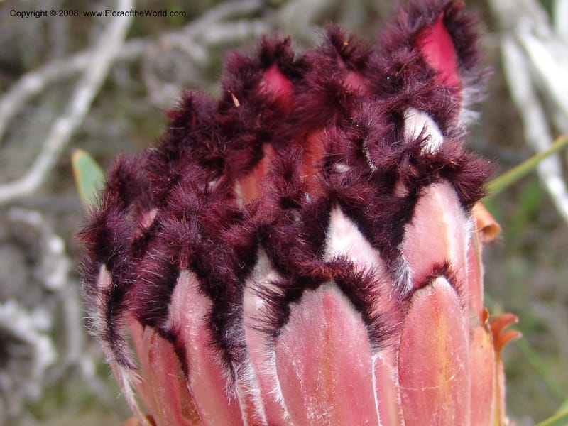 Protea neriifolia--So.Africa. E. Cape. Van Stadens Wildfl. Res.. 6 Mch 05. 101.jpg